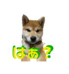 柴犬(小春)（個別スタンプ：2）