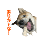 柴犬(小春)（個別スタンプ：3）
