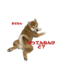 柴犬(小春)（個別スタンプ：4）