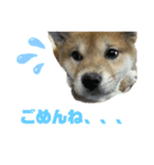 柴犬(小春)（個別スタンプ：5）