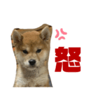 柴犬(小春)（個別スタンプ：6）