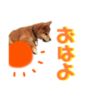 柴犬(小春)（個別スタンプ：7）