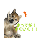 柴犬(小春)（個別スタンプ：8）