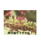 daisukina Niwa（個別スタンプ：2）