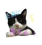 くまおのスタンプ①（個別スタンプ：1）