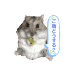 うちのはむ1（個別スタンプ：1）