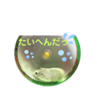 うちのはむ1（個別スタンプ：3）