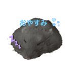 うちのはむ1（個別スタンプ：6）