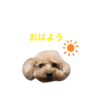 ふわふわ財閥1（個別スタンプ：5）
