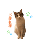 ねこ‘ズ1（個別スタンプ：1）