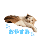 ねこ‘ズ1（個別スタンプ：2）