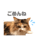 ねこ‘ズ1（個別スタンプ：3）