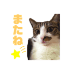 ねこ‘ズ1（個別スタンプ：4）