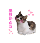 ねこ‘ズ1（個別スタンプ：5）