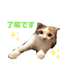 ねこ‘ズ1（個別スタンプ：6）