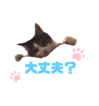 ねこ‘ズ1（個別スタンプ：7）