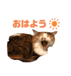 ねこ‘ズ1（個別スタンプ：8）