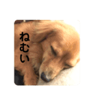 いぬの日常です（個別スタンプ：1）