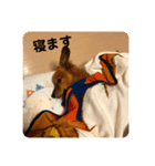 いぬの日常です（個別スタンプ：2）