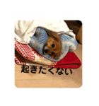 いぬの日常です（個別スタンプ：3）