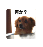 いぬの日常です（個別スタンプ：4）
