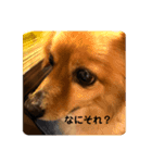 いぬの日常です（個別スタンプ：5）