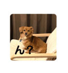 いぬの日常です（個別スタンプ：6）