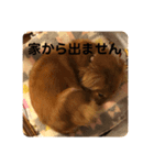 いぬの日常です（個別スタンプ：7）
