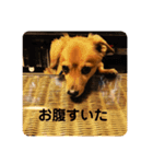 いぬの日常です（個別スタンプ：8）