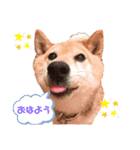 柴犬こやたくんのスタンプ（個別スタンプ：1）