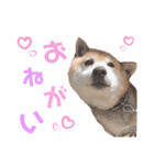 柴犬こやたくんのスタンプ（個別スタンプ：2）