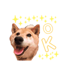 柴犬こやたくんのスタンプ（個別スタンプ：3）