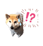 柴犬こやたくんのスタンプ（個別スタンプ：4）