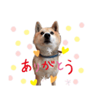 柴犬こやたくんのスタンプ（個別スタンプ：6）