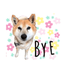 柴犬こやたくんのスタンプ（個別スタンプ：8）