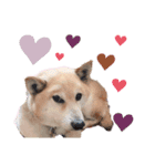 柴犬こやたくんのスタンプ（個別スタンプ：9）