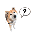 柴犬こやたくんのスタンプ（個別スタンプ：10）