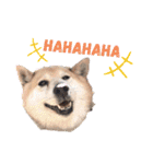 柴犬こやたくんのスタンプ（個別スタンプ：12）