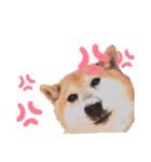 柴犬こやたくんのスタンプ（個別スタンプ：14）