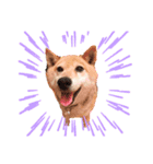 柴犬こやたくんのスタンプ（個別スタンプ：15）