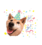 柴犬こやたくんのスタンプ（個別スタンプ：16）