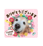 ラルちゃんの生活（個別スタンプ：3）