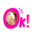 ジャンガリアンハムスターのLuckyだよ！（個別スタンプ：1）