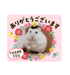 ジャンガリアンハムスターのLuckyだよ！（個別スタンプ：5）