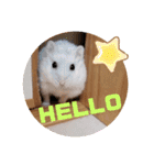 ジャンガリアンハムスターのLuckyだよ！（個別スタンプ：6）