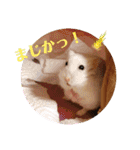 ジャンガリアンハムスターのLuckyだよ！（個別スタンプ：12）