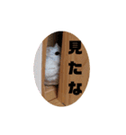 ジャンガリアンハムスターのLuckyだよ！（個別スタンプ：15）
