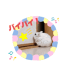 ジャンガリアンハムスターのLuckyだよ！（個別スタンプ：16）