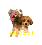 おてんばブランくん（個別スタンプ：3）