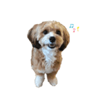 おてんばブランくん（個別スタンプ：7）
